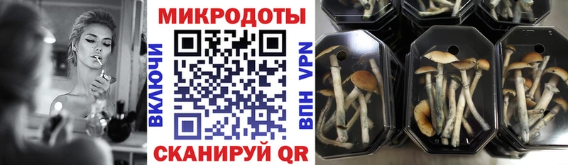 цена   Новоалександровск  Псилоцибиновые грибы Cubensis 